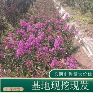 苗圃出售百丽矮紫薇 庭院盆栽种植观赏园林绿化造景工程苗