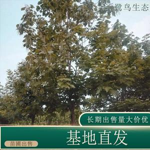 苗圃出售梓樹 庭院綠化公園小區(qū)街道風(fēng)景樹地栽盆栽 基地批發(fā)價(jià)格