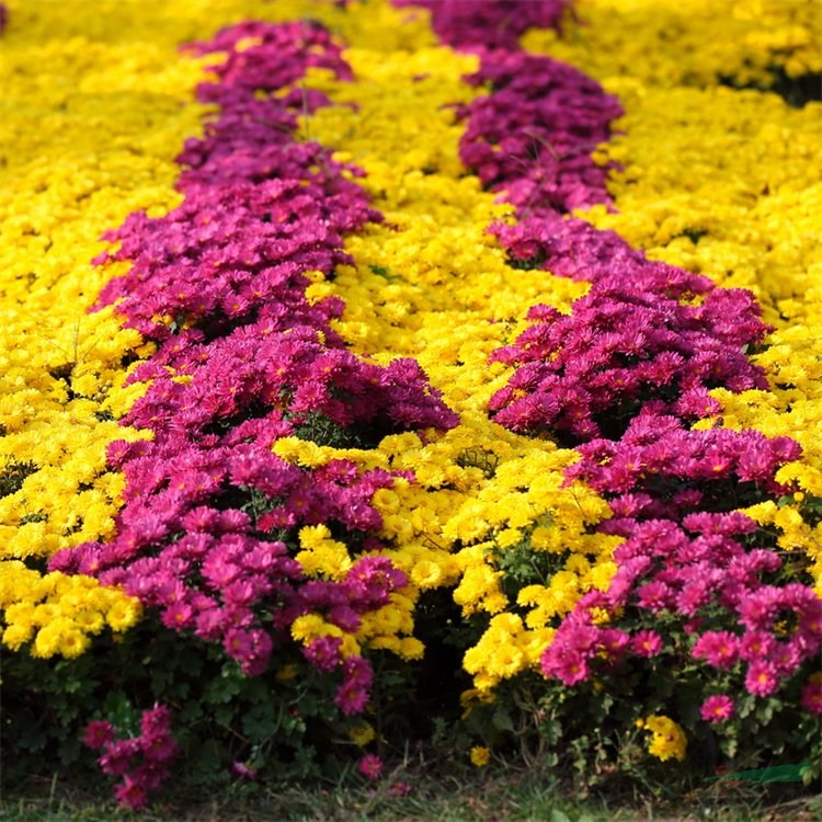 苗圃出售國慶菊 室內(nèi)盆栽觀賞花卉園林地被綠化工程苗 基地批發(fā)價格