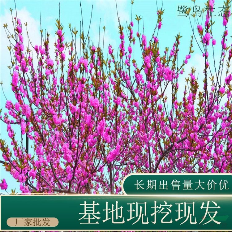 苗圃出售紅碧桃 花量大園林景區(qū)綠化造景工程苗