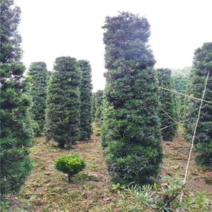 罗汉松 造型树景观绿化苗木 柱子形塔形 园林别墅区栽植 基地批发价格