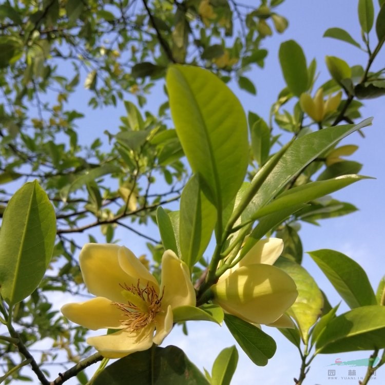 樂 昌含笑杯苗 四季常綠景觀道路栽植苗木 庭蔭樹 行道樹