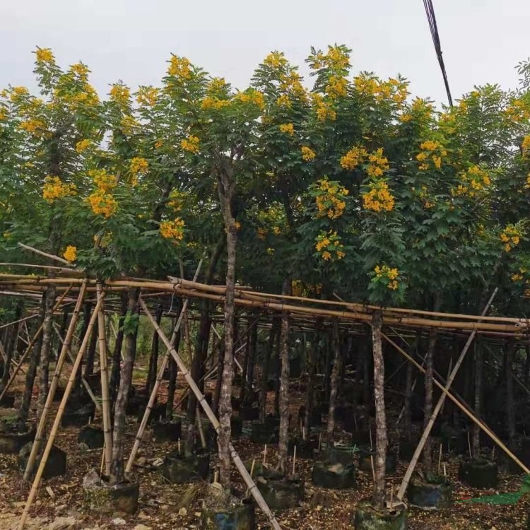 黃花槐 景觀綠化樹 基地大量栽植 園林觀賞苗木 道路行道樹 基地批發(fā)價(jià)格