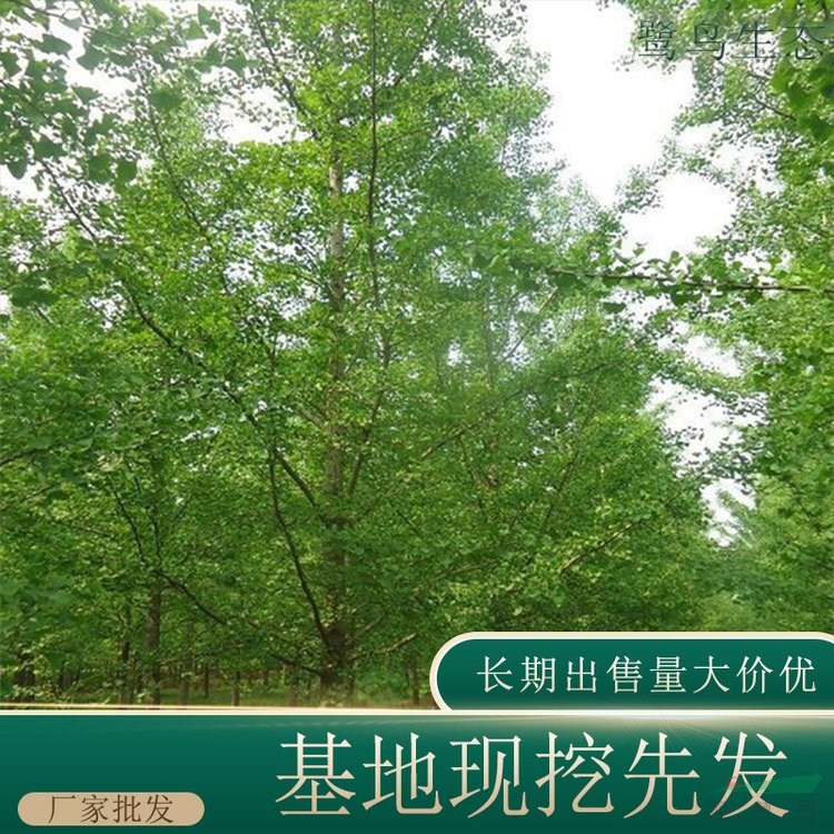 苗圃出售銀杏 苗木規(guī)格齊全 根系好 園林綠化苗木 基地批發(fā)價(jià)格