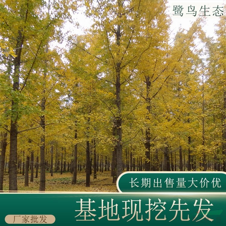 苗圃出售銀杏 苗木規(guī)格齊全 根系好 園林綠化苗木 基地批發(fā)價(jià)格