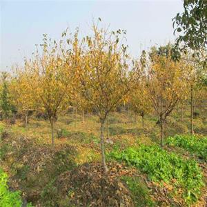 苗圃出售臘梅 規(guī)格*庭院綠化公園小區(qū)街道風(fēng)景樹(shù)地栽盆栽 基地批發(fā)價(jià)格