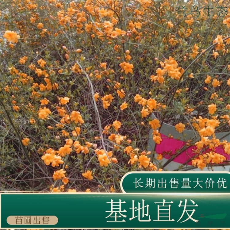 苗圃出售黃馨 庭院花壇種植觀賞苗園林綠化觀花植物 基地批發(fā)價格