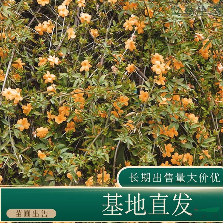 苗圃出售黃馨 庭院花壇種植觀賞苗園林綠化觀花植物 基地批發(fā)價格