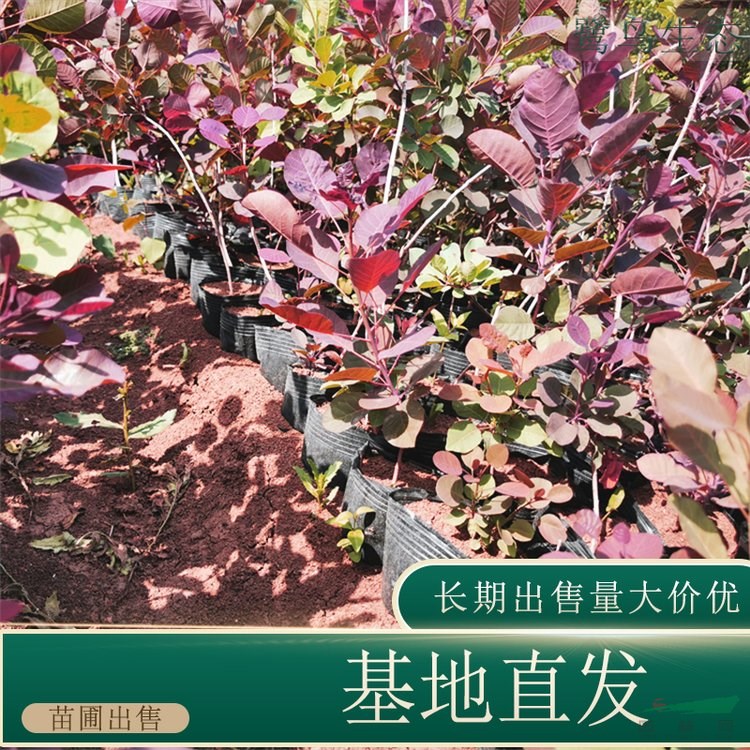 苗圃出售紅櫨杯苗 盆景盆栽種植觀賞園林綠化工程苗