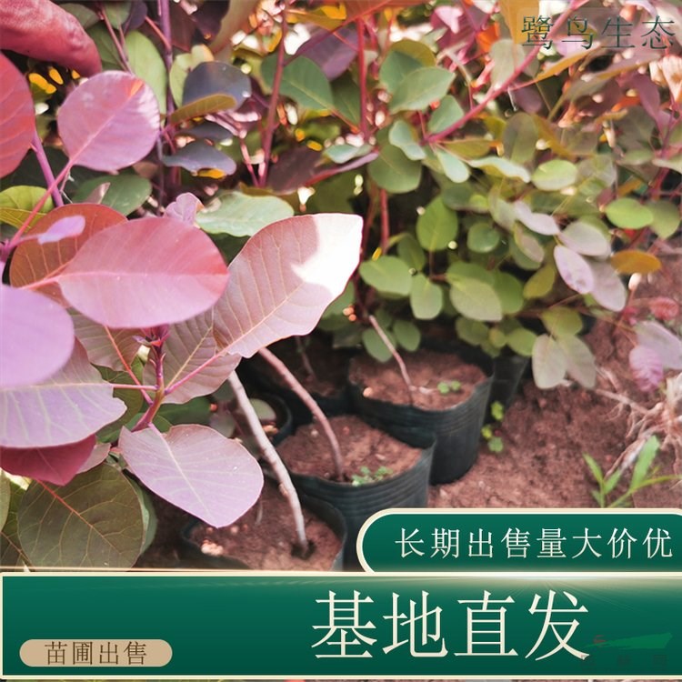 苗圃出售紅櫨杯苗 盆景盆栽種植觀賞園林綠化工程苗