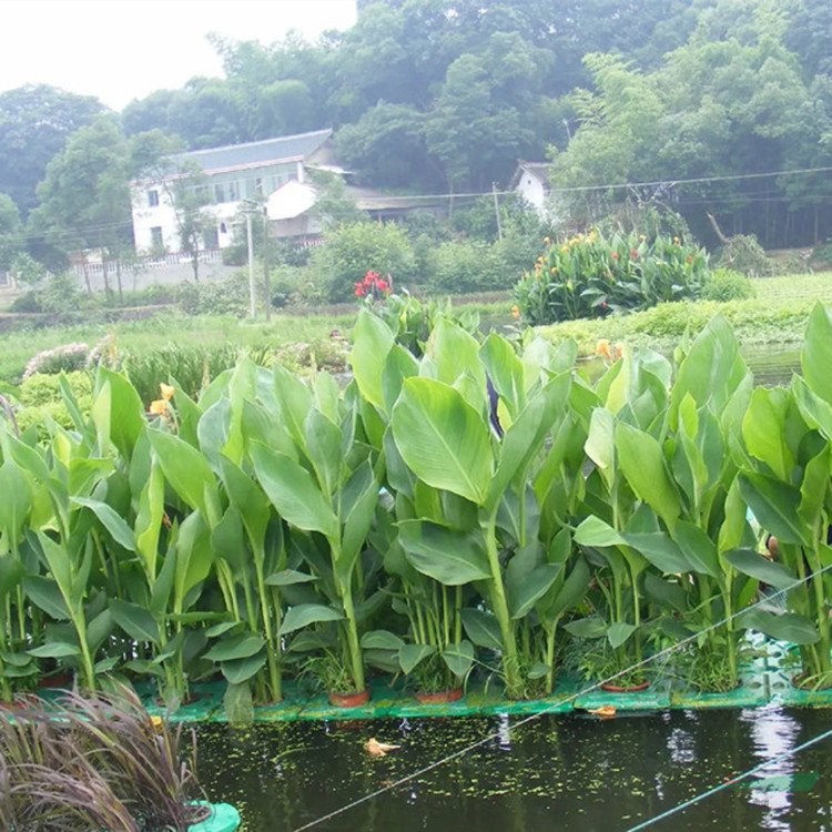 人工生態(tài)浮島 水上造景綠化工程 凈化水質(zhì) 河道治理修護(hù) 浮床 加侖盆苗雙色盆苗