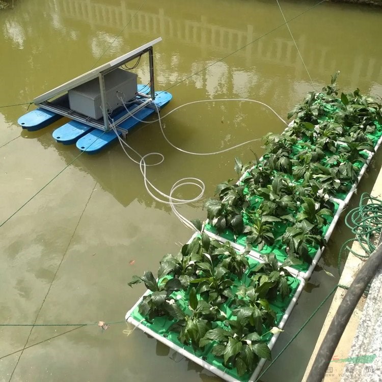 人工生態(tài)浮島 水上造景綠化工程 凈化水質(zhì) 河道治理修護(hù) 浮床 加侖盆苗雙色盆苗