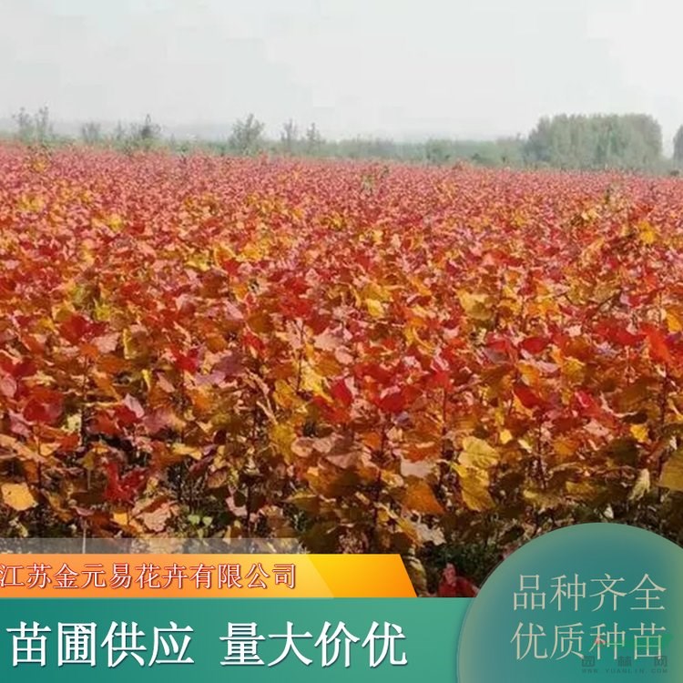 基地供應(yīng)紅葉楊 規(guī)格齊全公園道路風(fēng)景行道樹 工程綠化苗木 加侖盆苗雙色盆苗