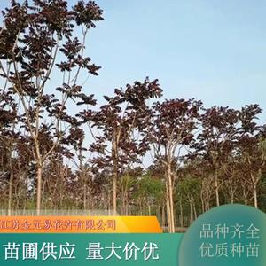 紅葉椿基地 園林彩葉觀賞苗木 道路綠化景觀樹 行道樹 加侖盆苗雙色盆苗