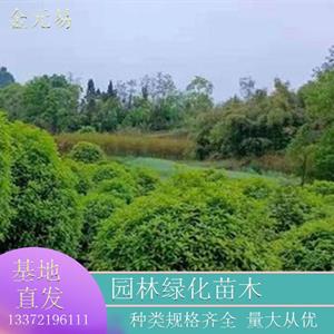 苗圃供應地籠桂花 規(guī)格* 綠化工程苗 園區(qū)道路觀賞苗 加侖盆苗雙色盆苗