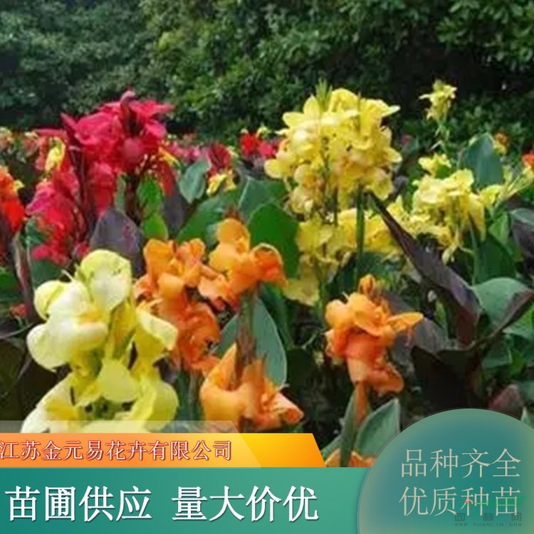 卡諾娃美人蕉 河道公園 濕地修復(fù) 花壇花鏡裝飾綠化苗木 加侖盆苗雙色盆苗