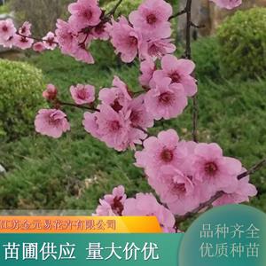 美人梅 易成活 觀賞型樹(shù)種 庭院種植景觀造型樹(shù)