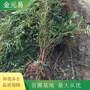 珍珠梅供應(yīng) 規(guī)格全 花量大 根系好 園林景觀栽植苗色塊苗 加侖盆苗雙色盆苗