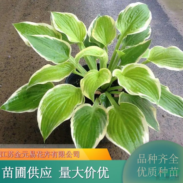 花葉玉簪苗 耐寒喜陰 適應(yīng)性好 花壇 庭院 道綠化工程苗