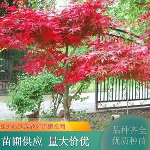 日本红舞姬红枫 盆景庭院阳台盆栽规格*种类多 加仑盆苗双色盆苗