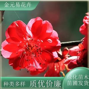 苗圃出售朱砂梅 園林綠植街道綠化梅花樹 公園小區(qū)觀賞工程苗優(yōu)選 加侖盆苗雙色盆苗