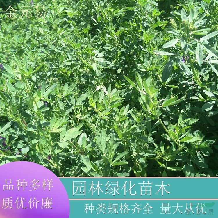 苗圃直供紫花苜蓿 庭院別墅小區(qū)園林綠化工程苗色塊苗 根系發(fā)達(dá)