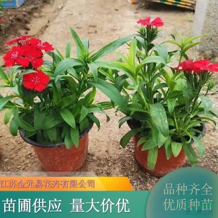 五彩常夏石竹苗 道路花壇色塊苗 花色豐富 庭院別墅盆栽觀賞 加侖盆苗雙色盆苗