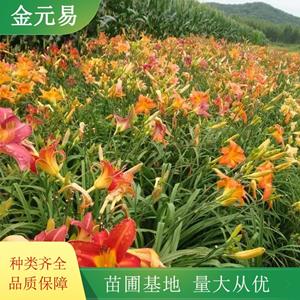 紅海盜萱草 生長旺盛 市政花海工程打造 園林小區(qū)綠化帶栽植苗 加侖盆苗雙色盆苗