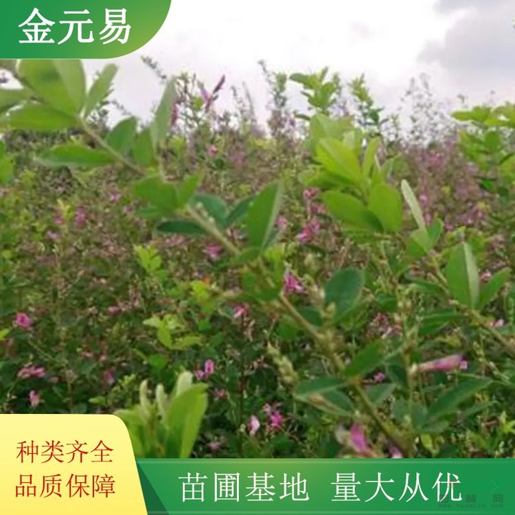 苗圃胡枝子 分枝多 土壤水土綠化改善種植苗 護(hù)坡灌木 耐貧瘠