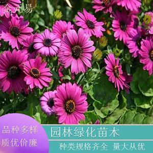 苗圃直供 南非萬(wàn)壽菊 盆栽 公園花海用苗 花色繽紛 觀賞性好 加侖盆苗雙色盆苗