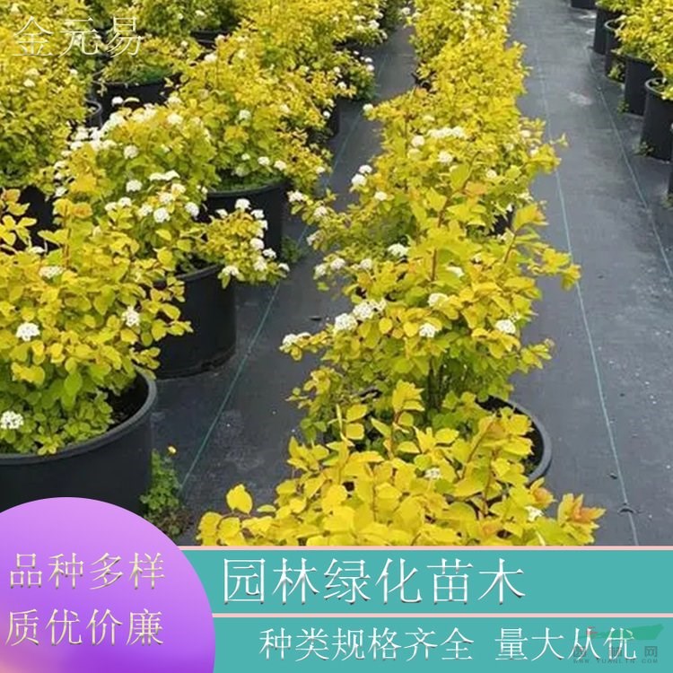 苗圃供應(yīng) 菱葉繡線菊 庭院陽臺花園花卉植物 園林綠化工程苗