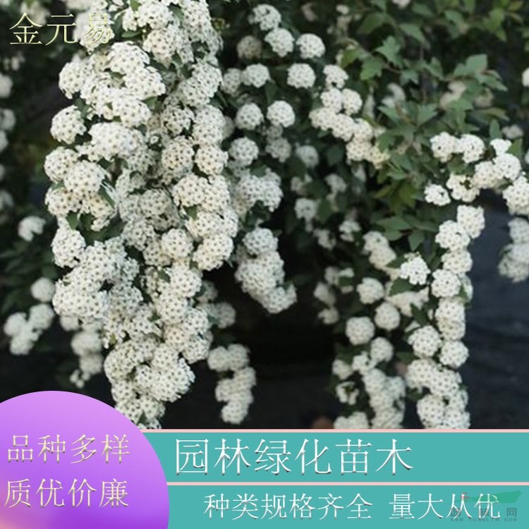 苗圃供應(yīng) 菱葉繡線菊 庭院陽臺花園花卉植物 園林綠化工程苗