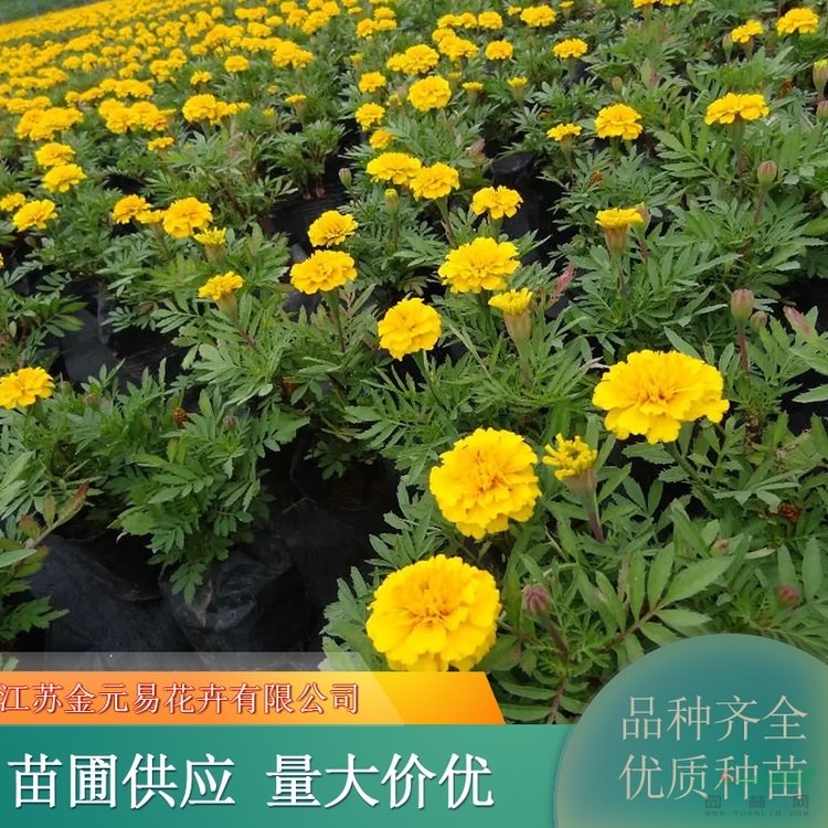 基地供應 孔雀草 易栽培 喜陽 適應性強 花色醒目