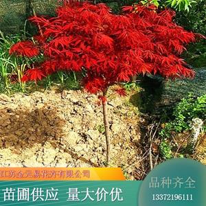 苗木出售日本紅楓 樹形大氣漂亮 陽臺盆栽耐寒植物