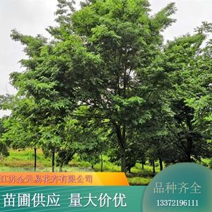 苗木出售榉树 公园道路风景绿化树 坚固耐用 树形优美 加仑盆苗双色盆苗