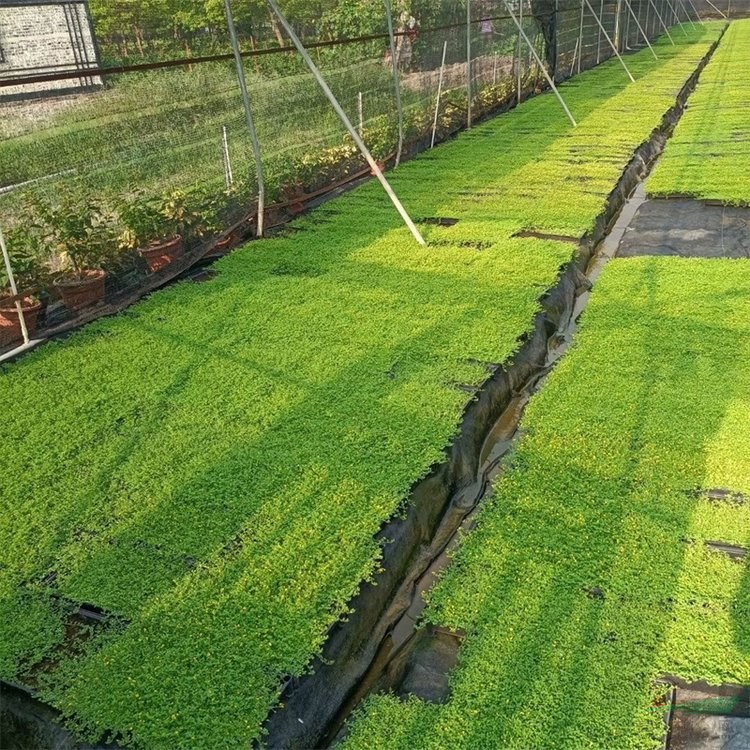 金莎蔓別名伏脅花 盆栽地栽 花壇花鏡花海觀賞性配植 園林綠化工程苗 加侖盆苗雙色盆苗