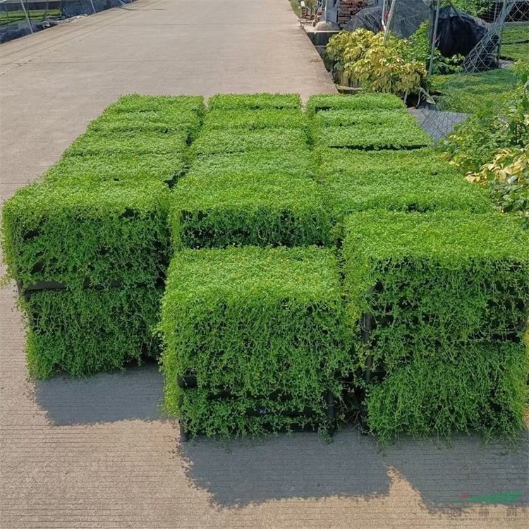 金莎蔓別名伏脅花 盆栽地栽 花壇花鏡花海觀賞性配植 園林綠化工程苗 加侖盆苗雙色盆苗