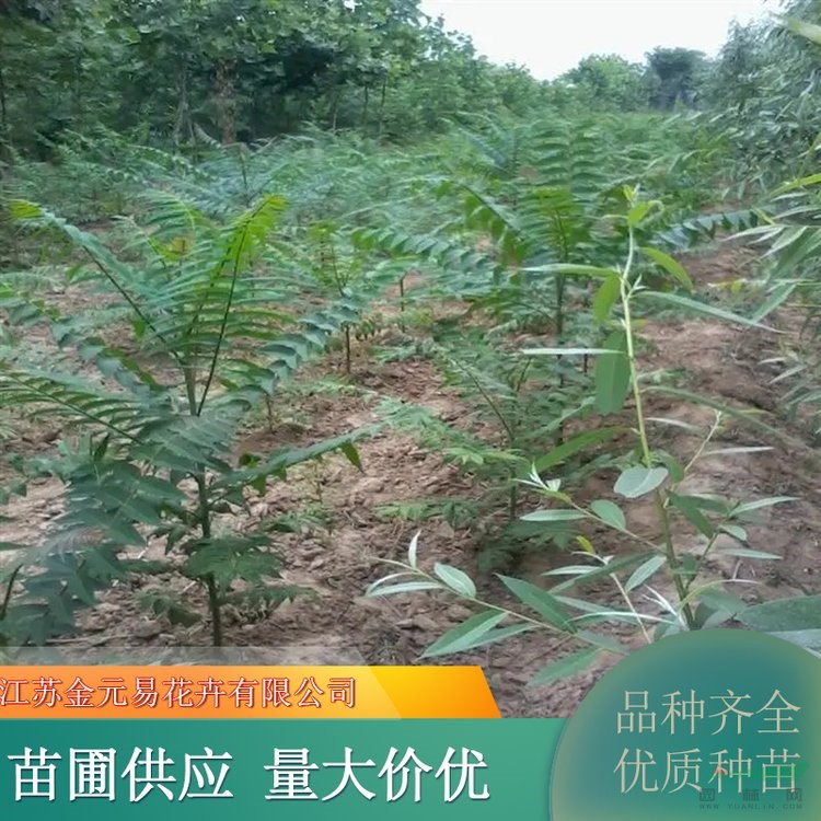 苗圃出售千頭椿 庭蔭觀賞行道樹 工礦區(qū)綠化樹種 加侖盆苗雙色盆苗