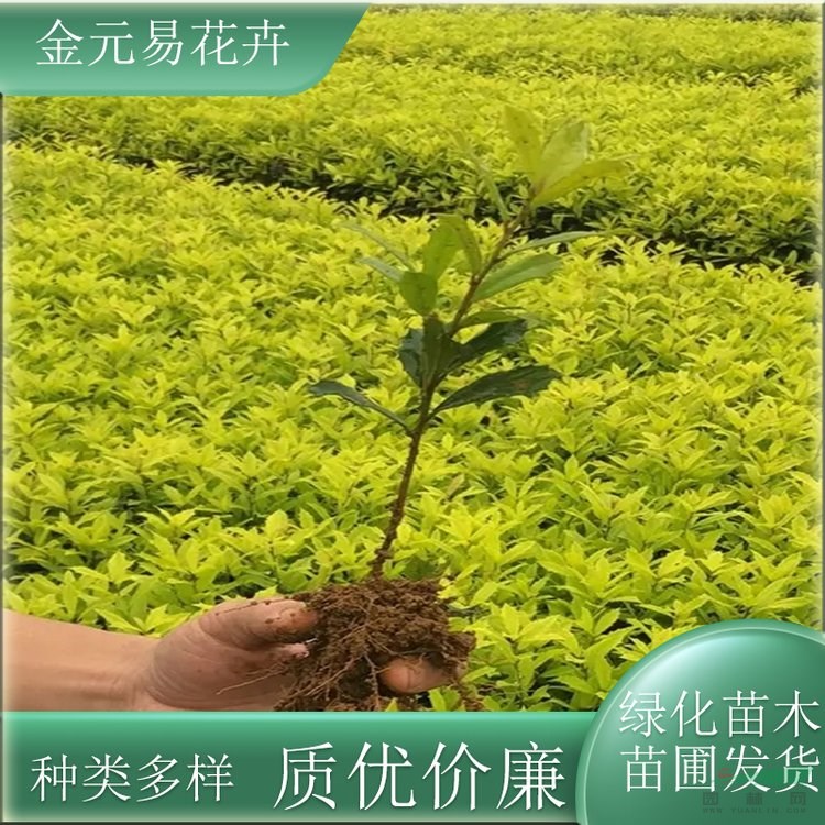 苗圃出售黃金構(gòu)骨 園林景觀植物 庭院道路園林綠化苗木 加侖盆苗雙色盆苗