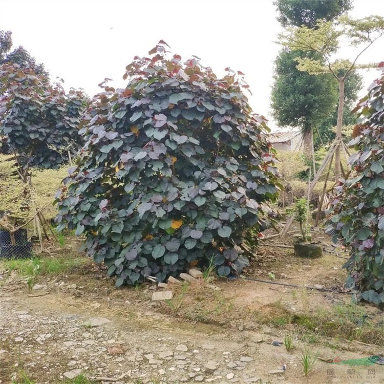 朱瑾?jiǎng)e名朱愍哥 景區(qū)公園觀賞性配植花壇花鏡苗 園林綠化造景苗