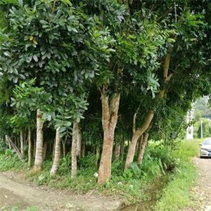 桃花心木 景區(qū)公園道路觀賞性花卉 市政園林綠化工程造景苗木 加侖盆苗雙色盆苗