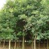 杜英苗 8-25公分 园林观赏栽植 市政庭院道路绿化造景行道树