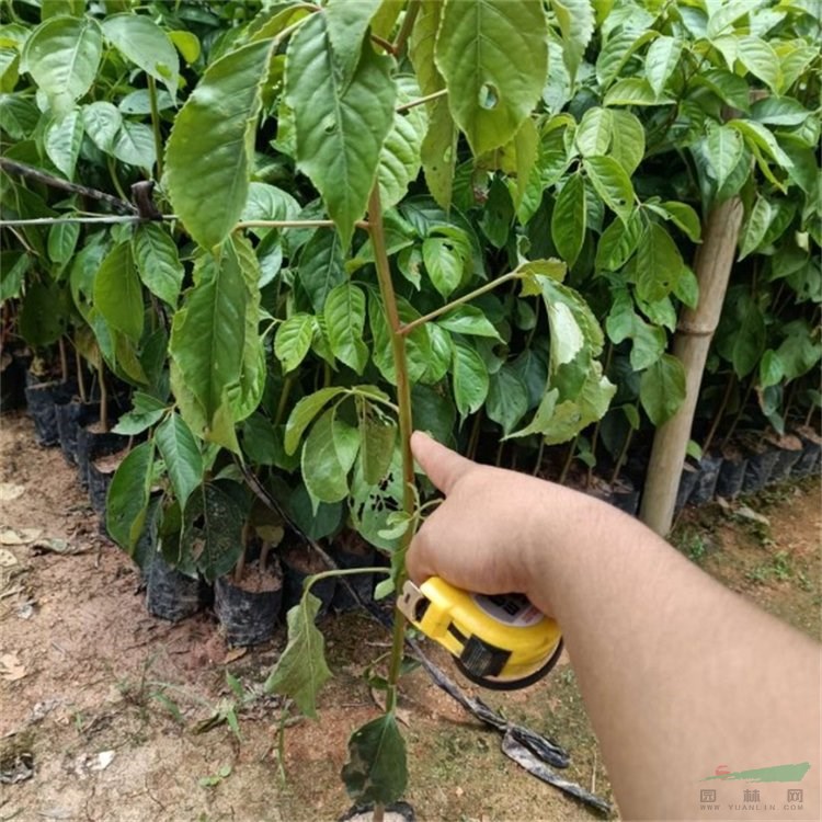 秋楓別名茄冬 紅桐 園林綠化工程行道樹 景區(qū)道路觀賞性配植 加侖盆苗雙色盆苗