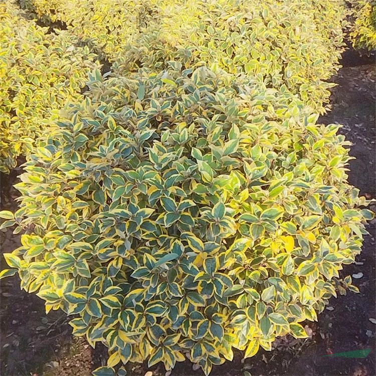 金邊埃比胡頹子 陽臺(tái)盆栽 小區(qū)庭院公園綠化種植苗景區(qū)園林觀賞種植 加侖盆苗雙色盆苗