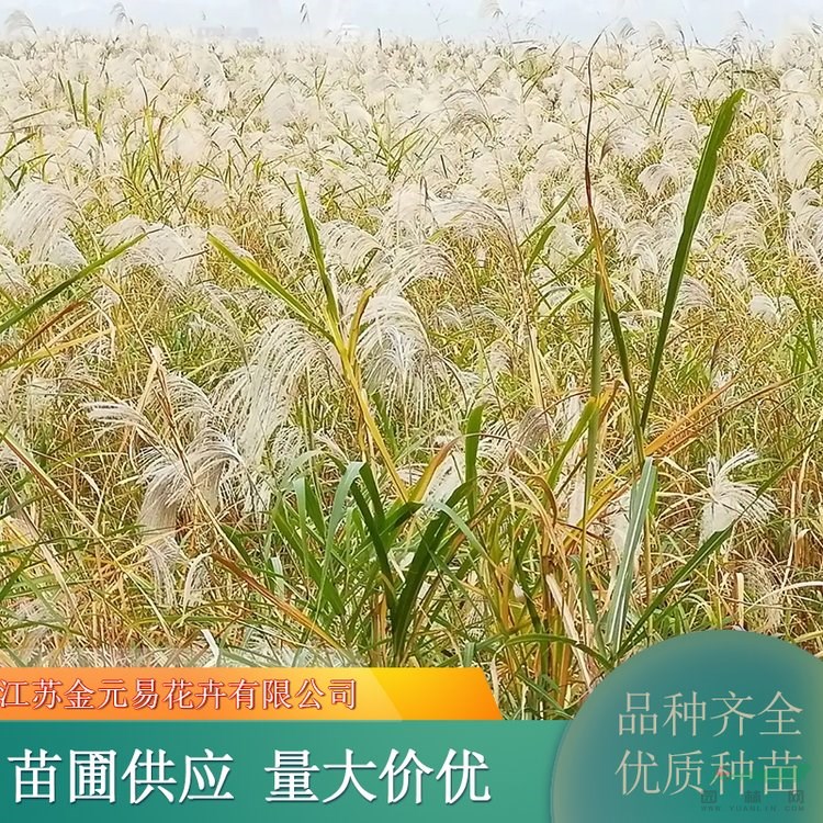 基地供應(yīng)蘆荻 池塘河邊造景植物 凈化水質(zhì) 規(guī)格齊全 加侖盆苗雙色盆苗