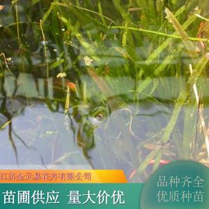 苗圃出售矮化苦草 湖面水體綠化 河道治理栽植 濕地公園凈化水質(zhì) 加侖盆苗雙色盆苗