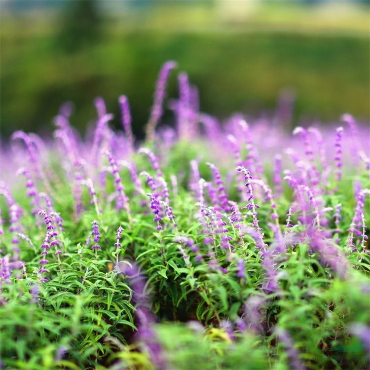 幻紫鼠尾草 花壇花鏡觀賞多年生草本植物 園林景區(qū)坡地造景 加侖盆苗雙色盆苗