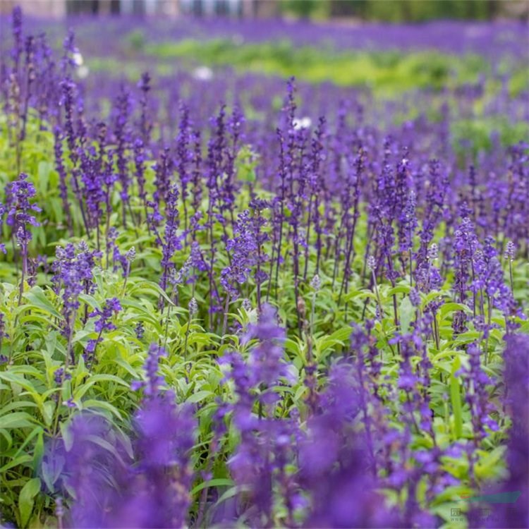 幻紫鼠尾草 花壇花鏡觀賞多年生草本植物 園林景區(qū)坡地造景