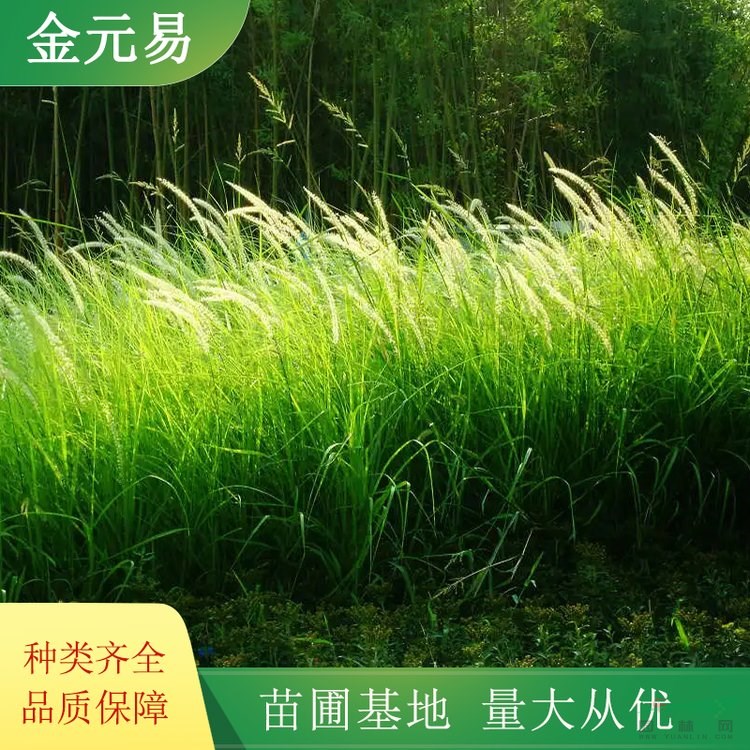 白茅綠化苗木種植 水體景觀栽植 耐澇 喜濕潤 易成活