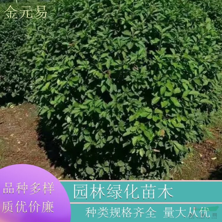 基地直供 榆葉梅球 庭院觀賞開花植物 園林綠化造景樹種